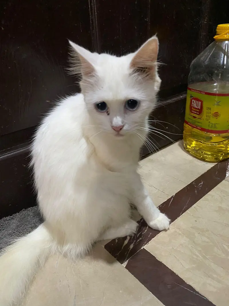 Male kitten and female cat for sale — photo 2