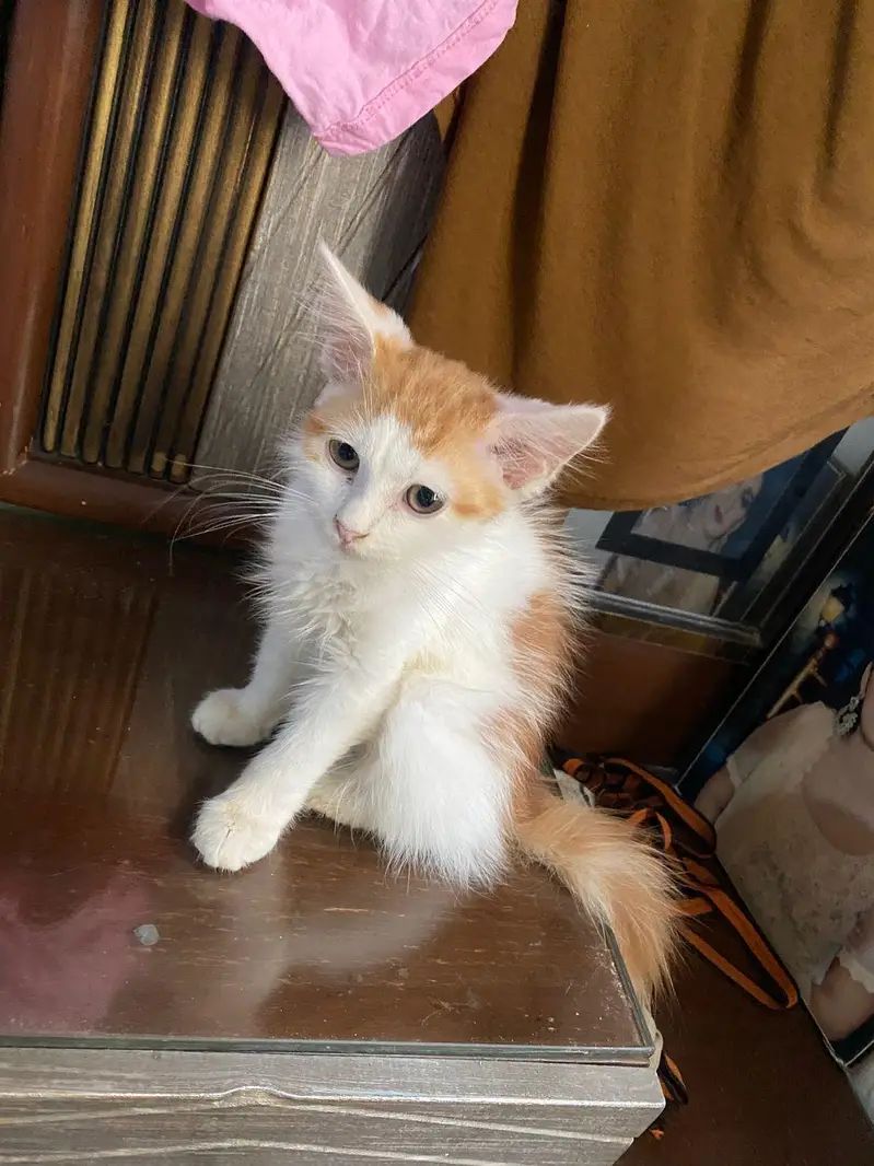 Male kitten and female cat for sale — photo 3