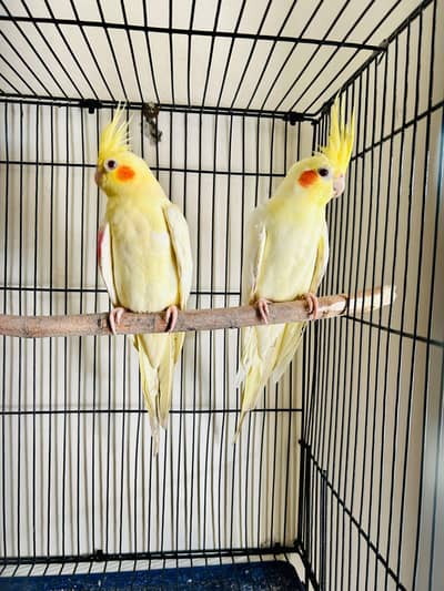 Lutino Adult breeder pair