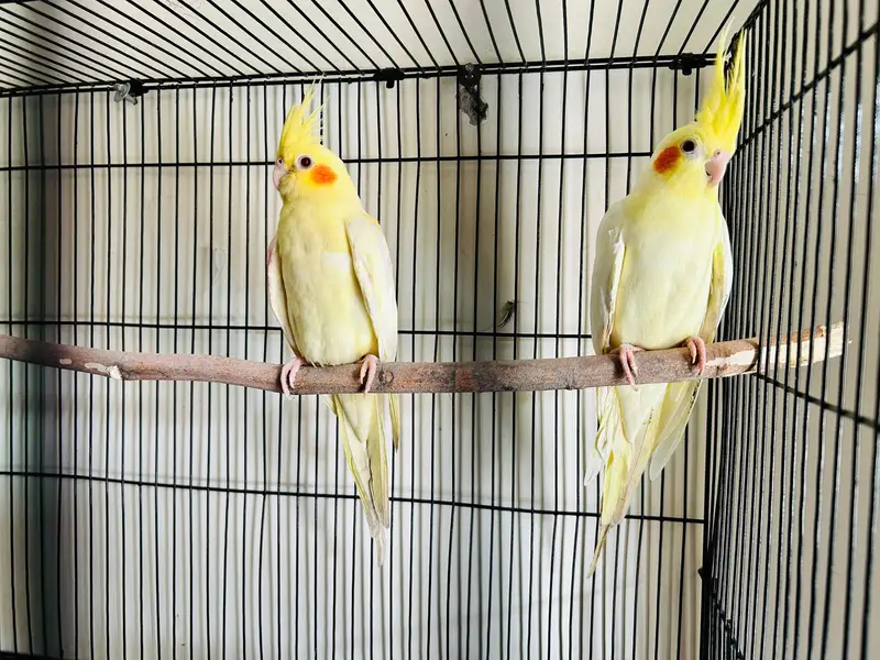 Lutino Adult breeder pair — photo 2