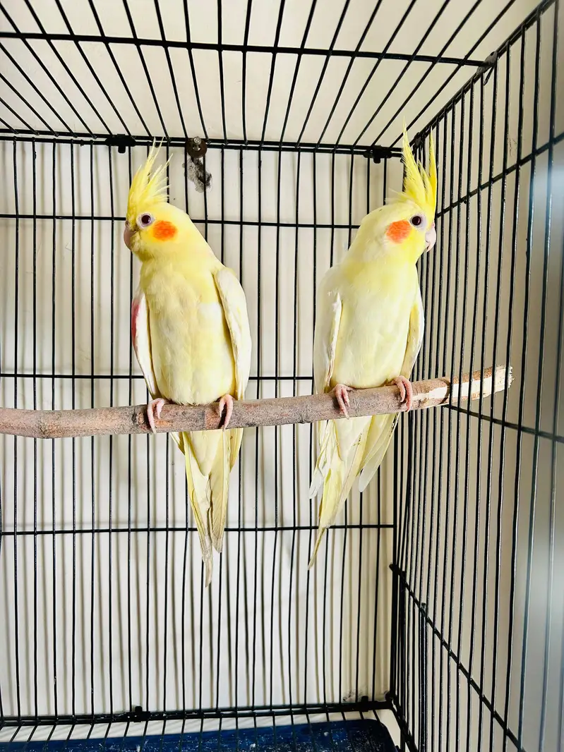 Lutino Adult breeder pair — photo 3
