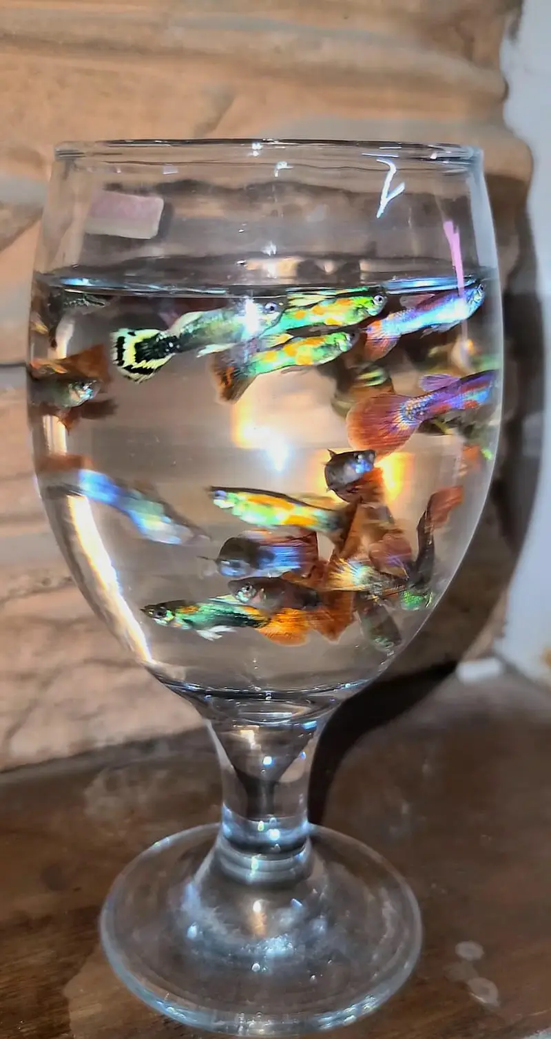 Guppy Fish Available — photo 2