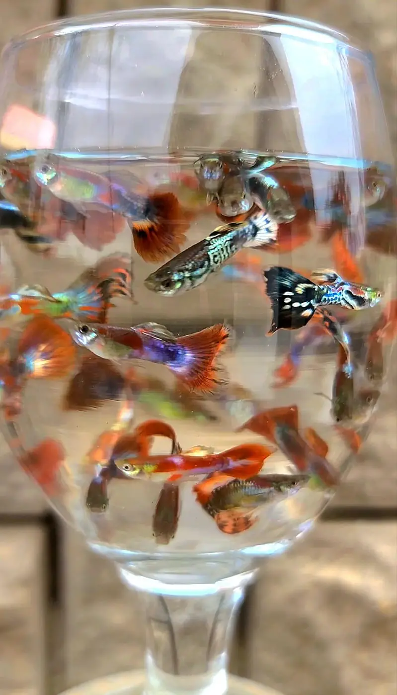 Guppy Fish Available — photo 4