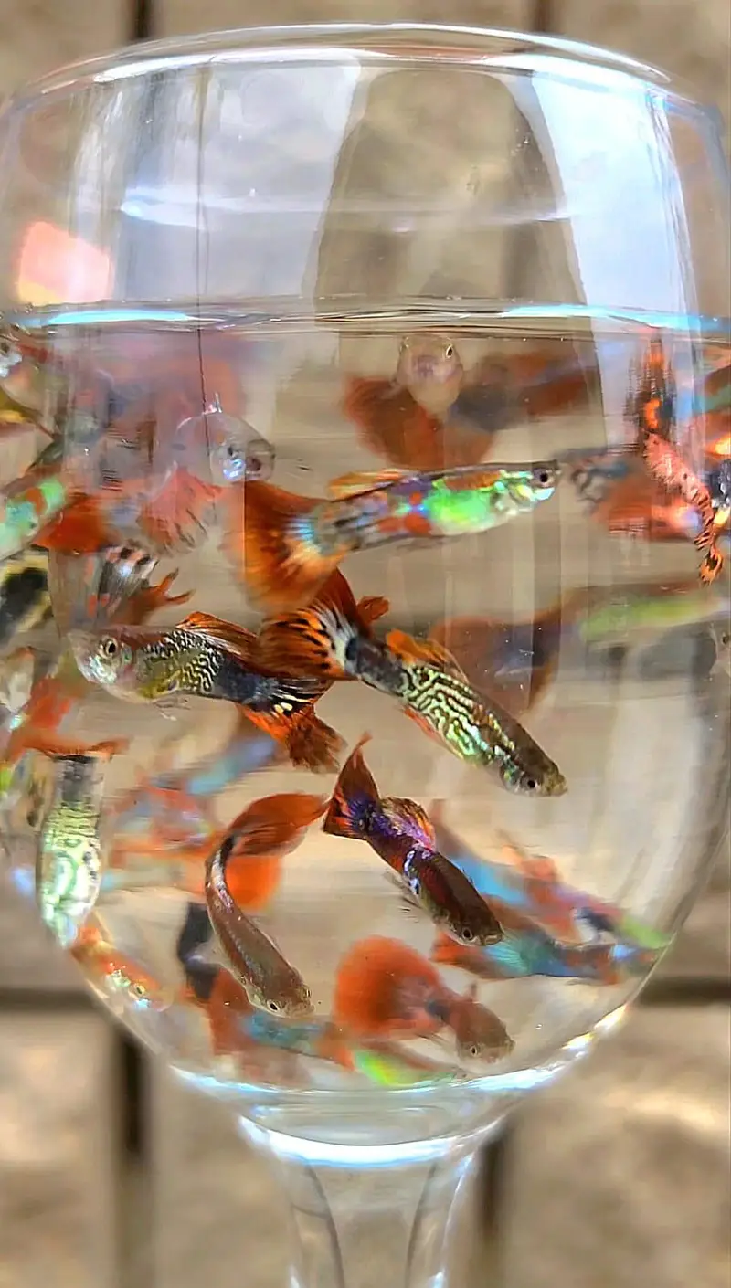 Guppy Fish Available — photo 5