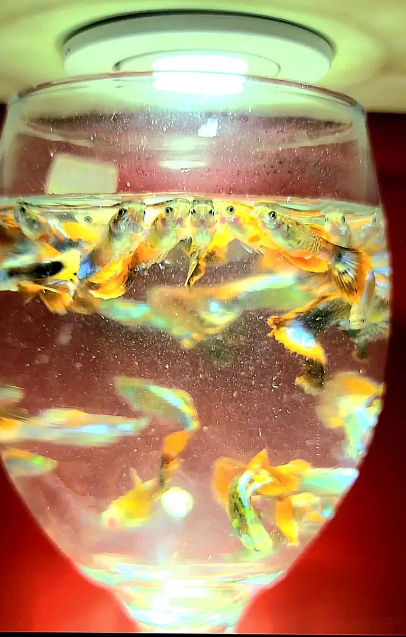 Guppy Fish Available — photo 8