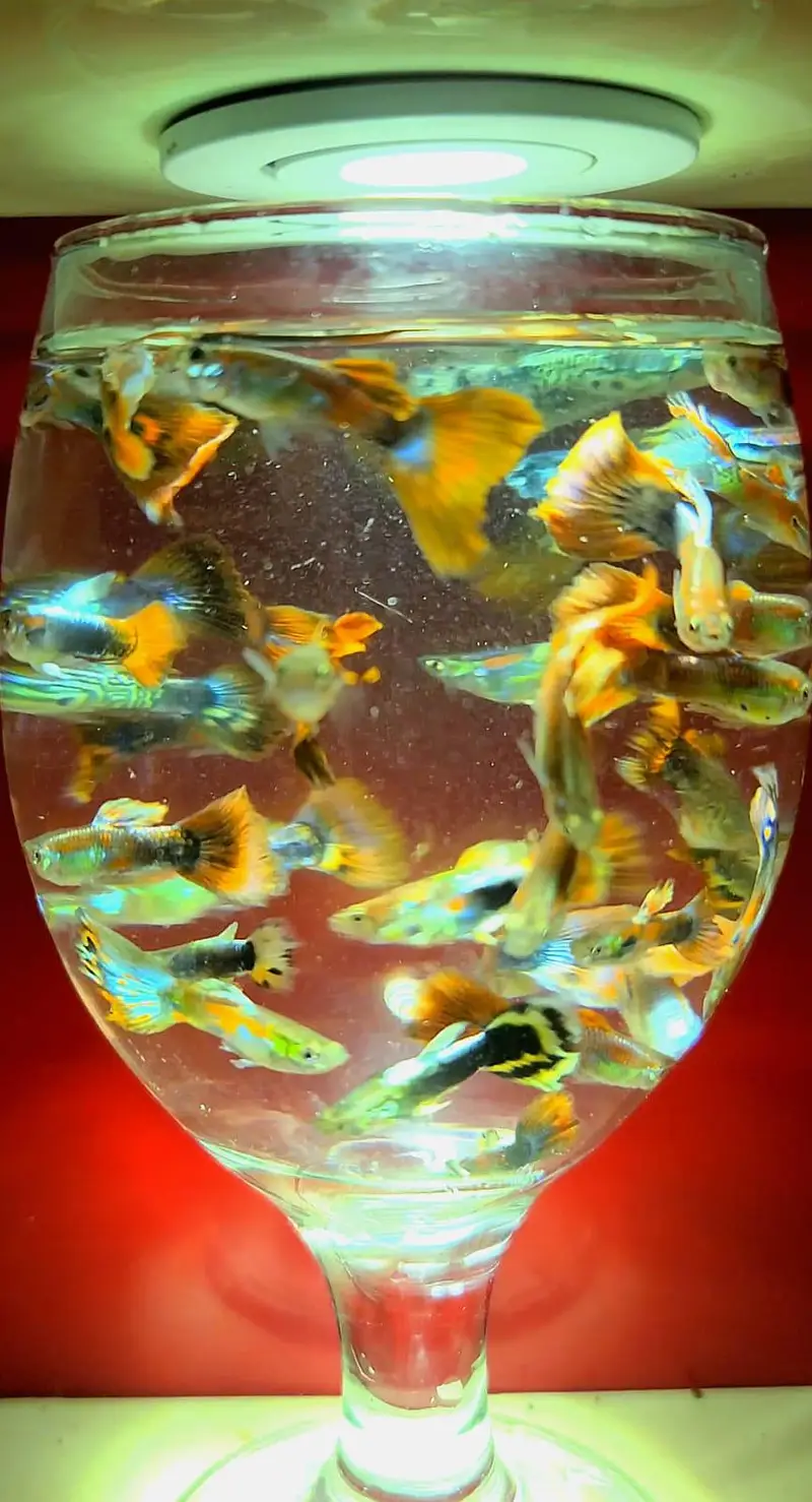 Guppy Fish Available — photo 10