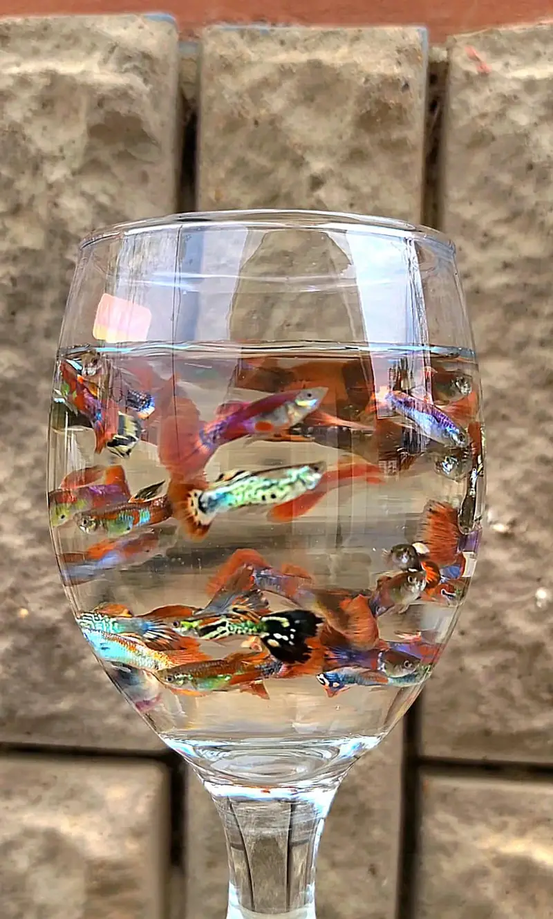 Guppy Fish Available — photo 11