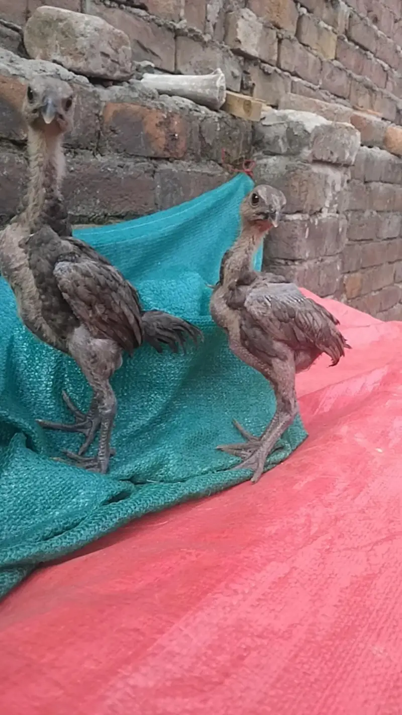 Dragon chicks — photo 2