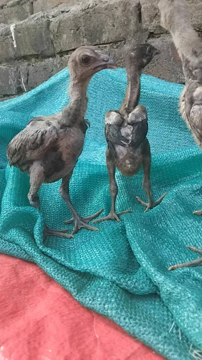 Dragon chicks 2