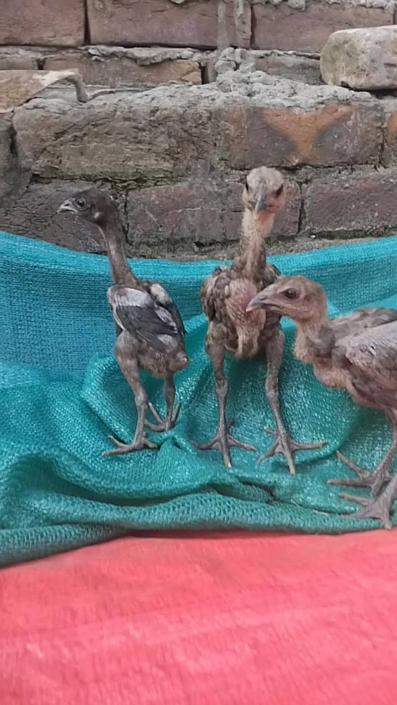 Dragon chicks 3