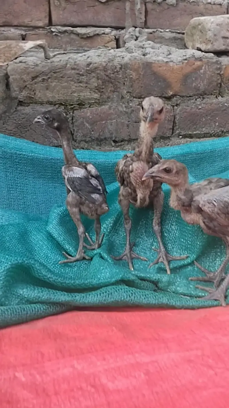 Dragon chicks — photo 4