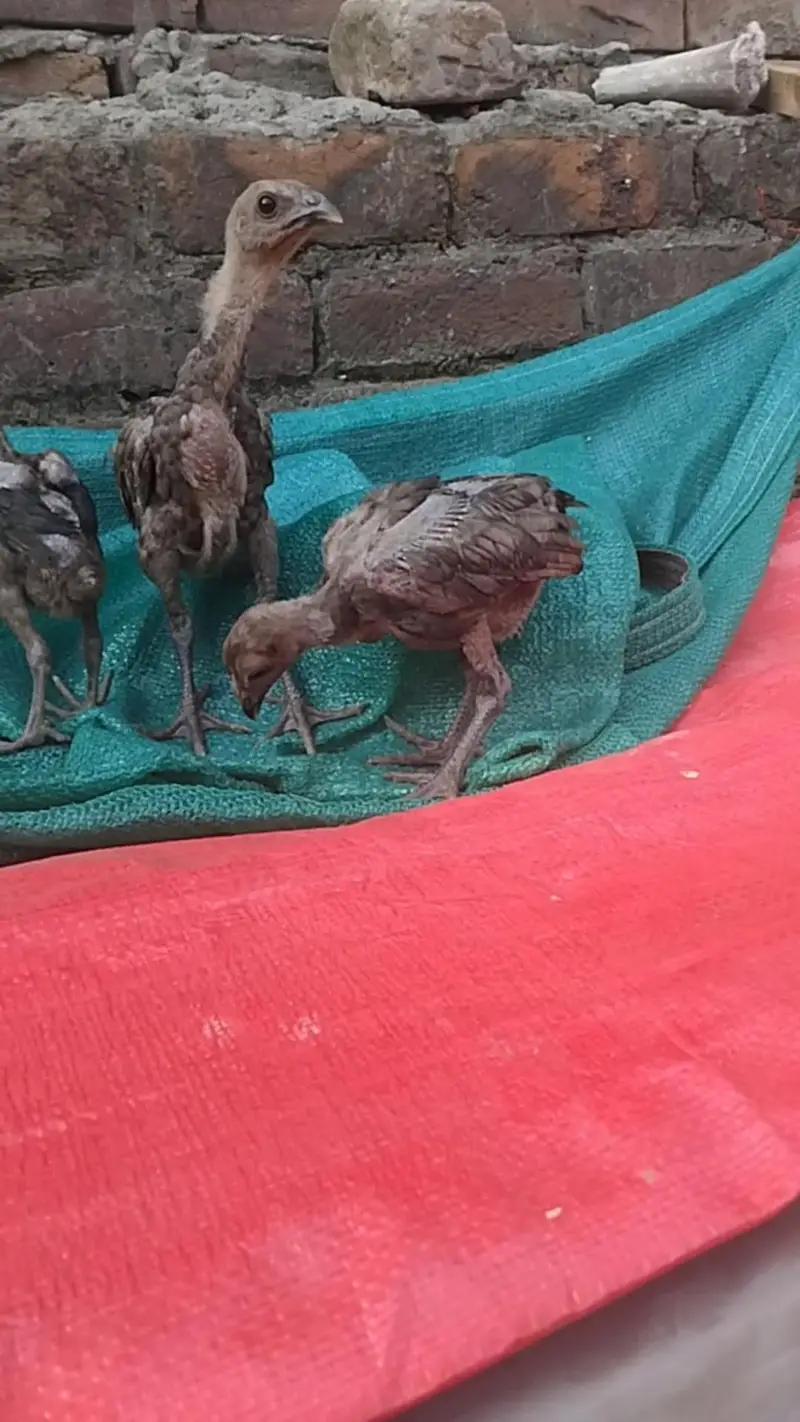 Dragon chicks — photo 5