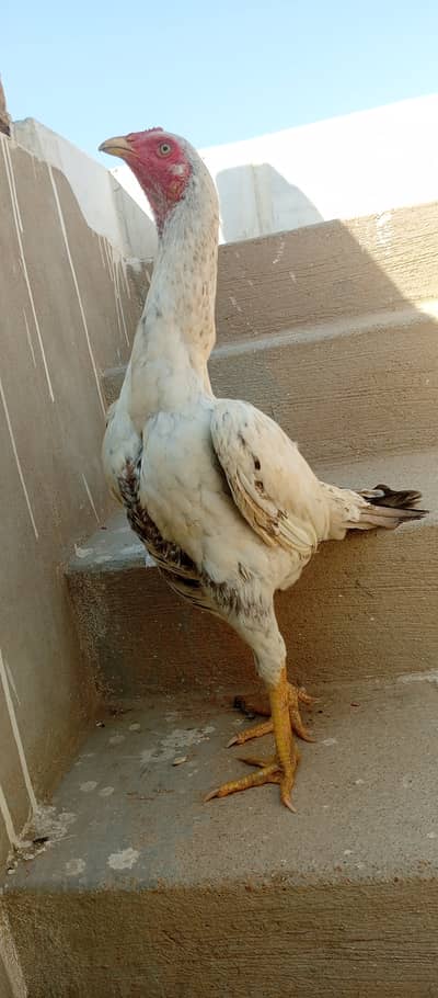 Aseel madi and chicks