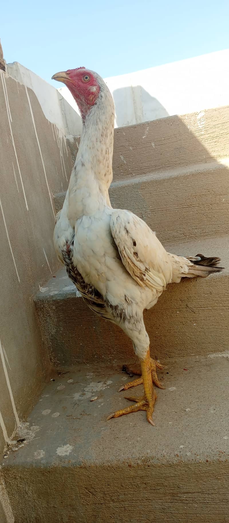 Aseel madi and chicks 0