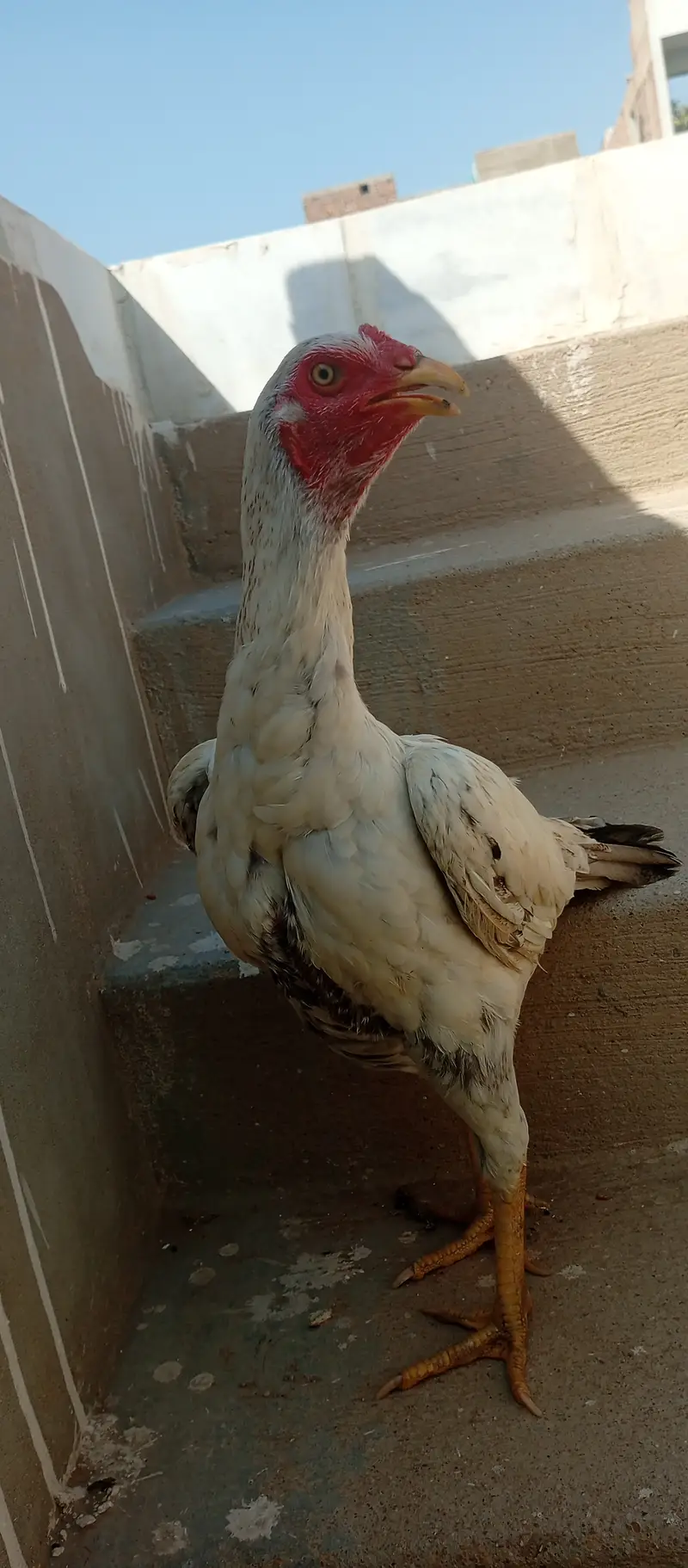 Aseel madi and chicks — photo 2