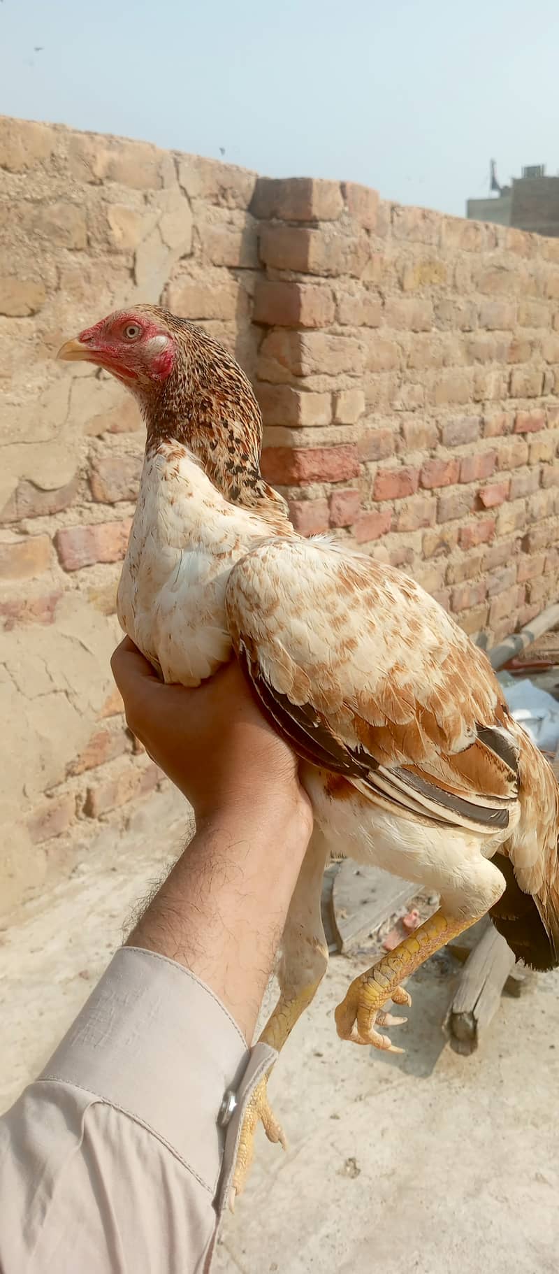 Aseel madi and chicks 4