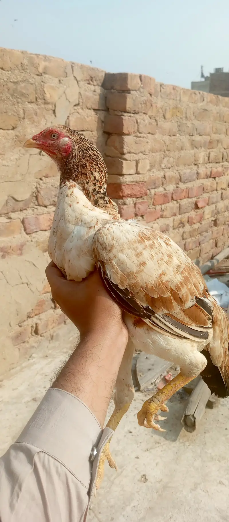 Aseel madi and chicks — photo 5
