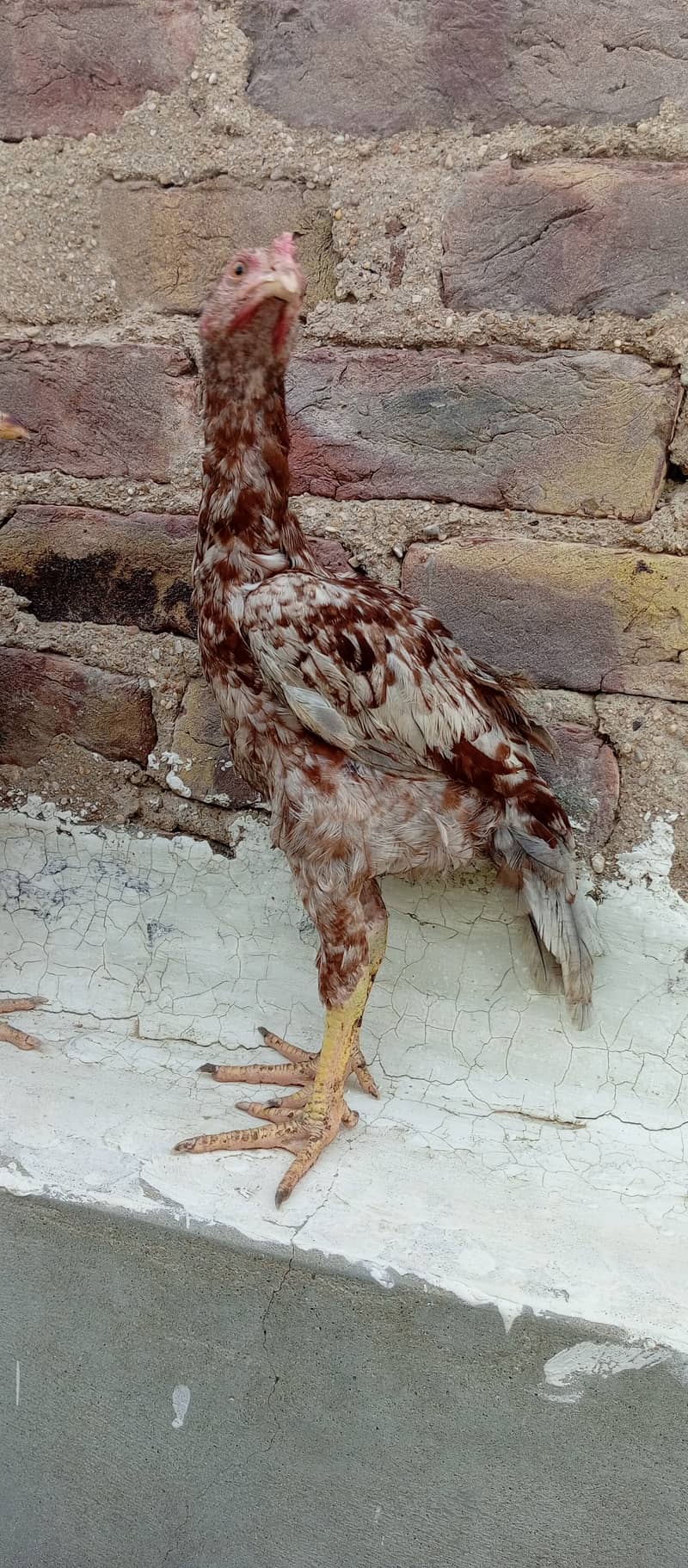 Aseel madi and chicks 8