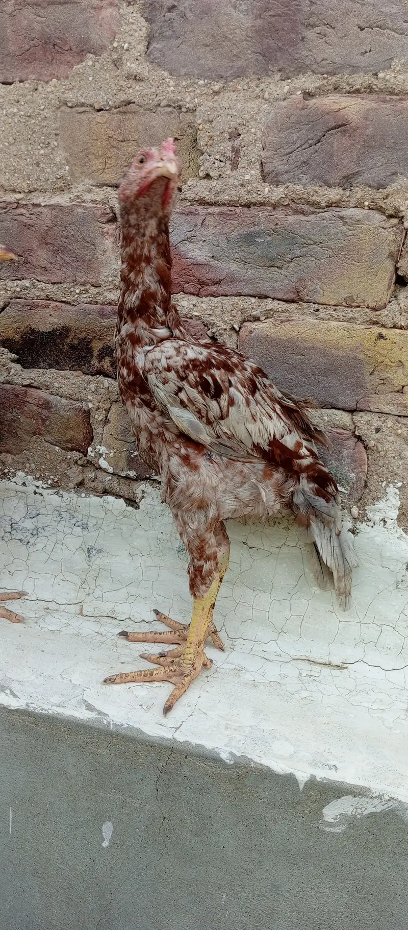 Aseel madi and chicks — photo 9