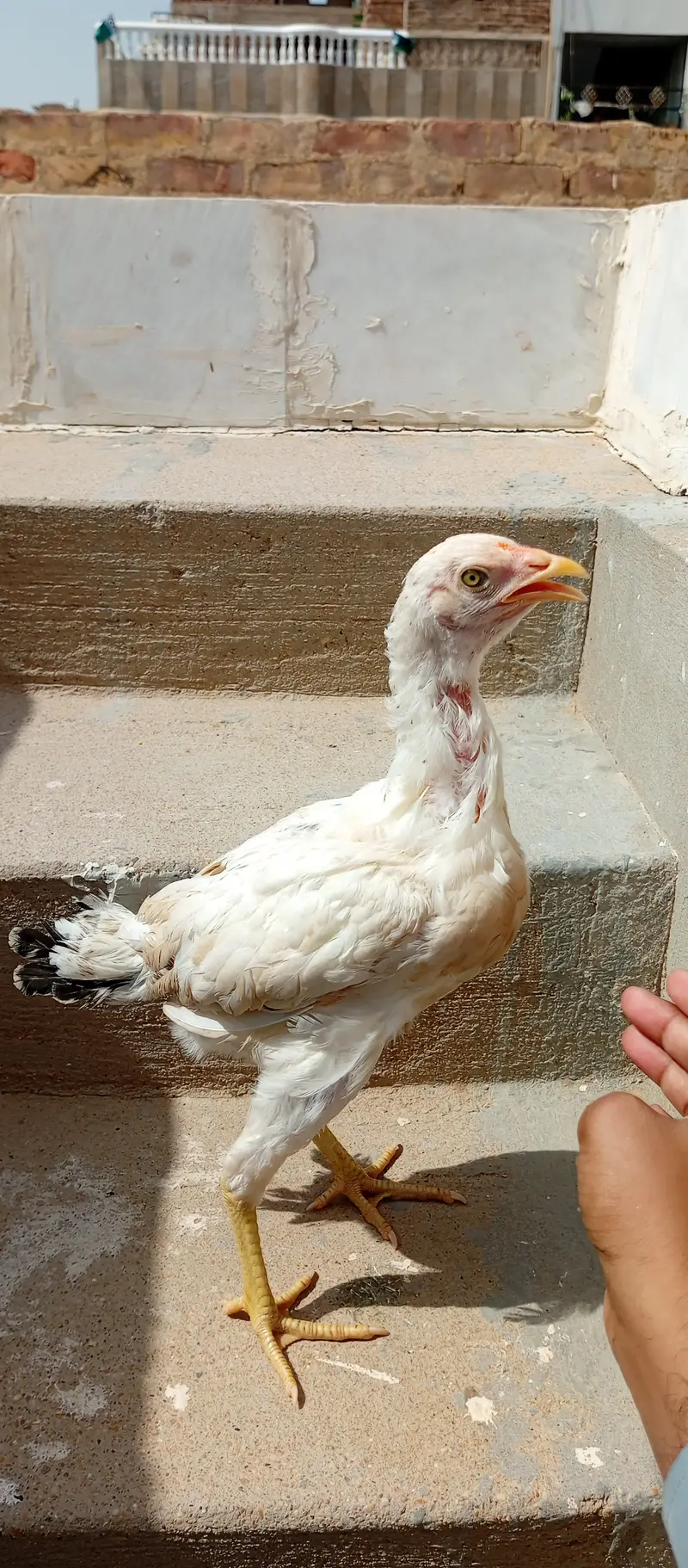 Aseel madi and chicks — photo 10