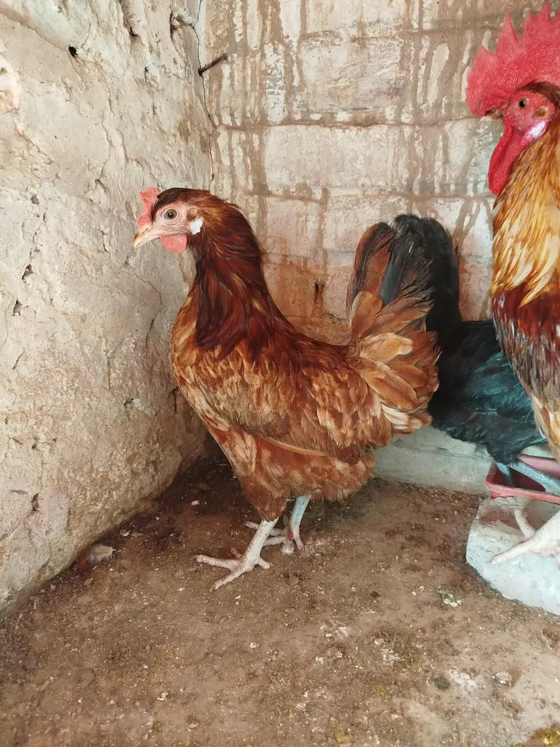 dasi Murga mugi for sale — photo 3