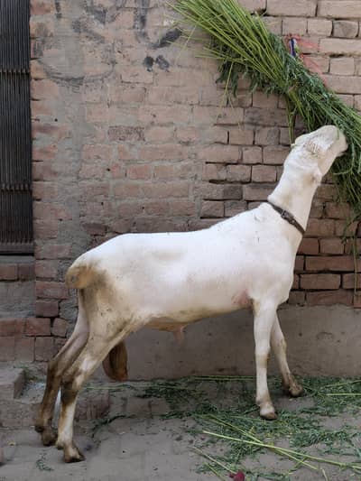 Mundra/Bakra/Chatra/Goat/