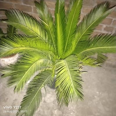 sago palm