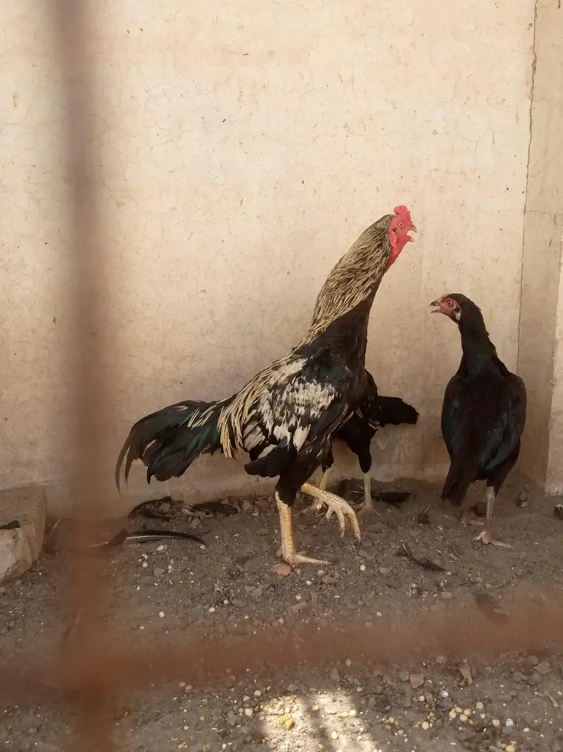 Aseel Male and 2 As eel Female — photo 2