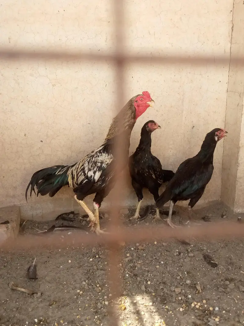 Aseel Male and 2 As eel Female — photo 3