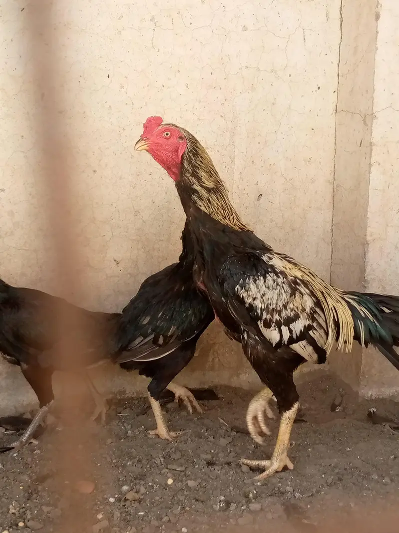 Aseel Male and 2 As eel Female — photo 4