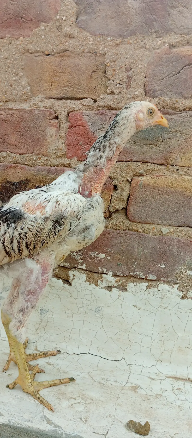 Aseel madi and chicks — photo 12