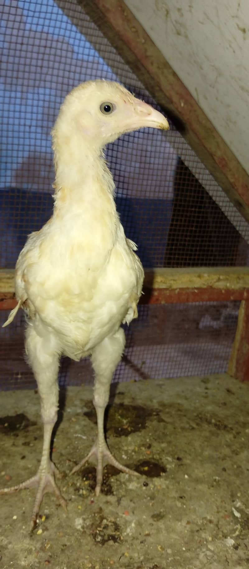 Aseel madi and chicks 12
