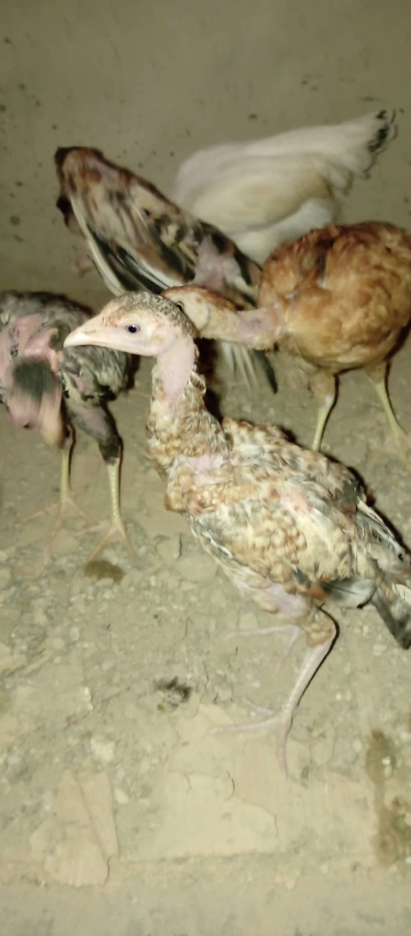Aseel madi and chicks 15