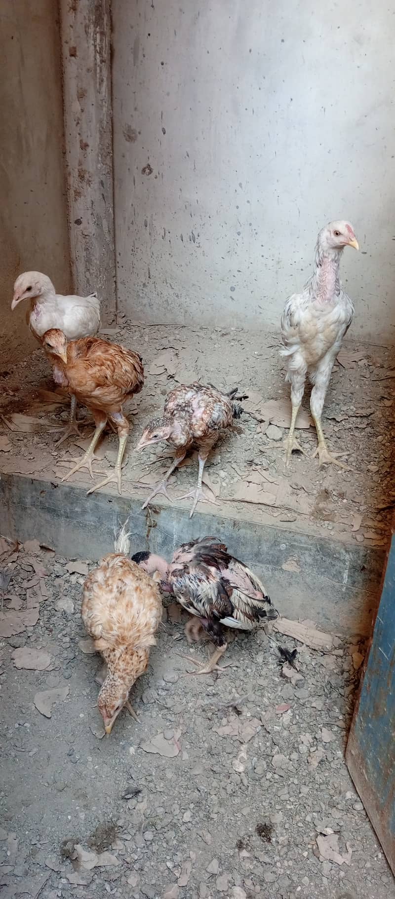 Aseel madi and chicks 16