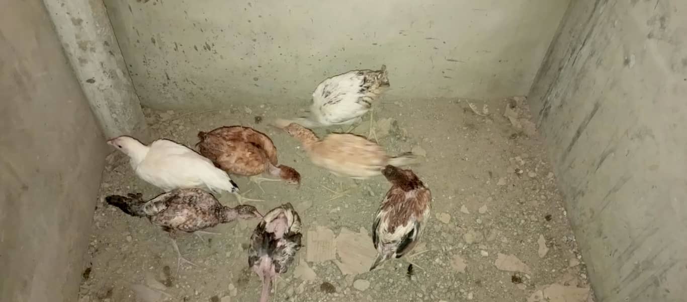 Aseel madi and chicks 17