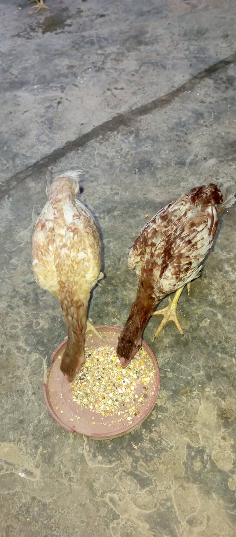 Aseel madi and chicks 18