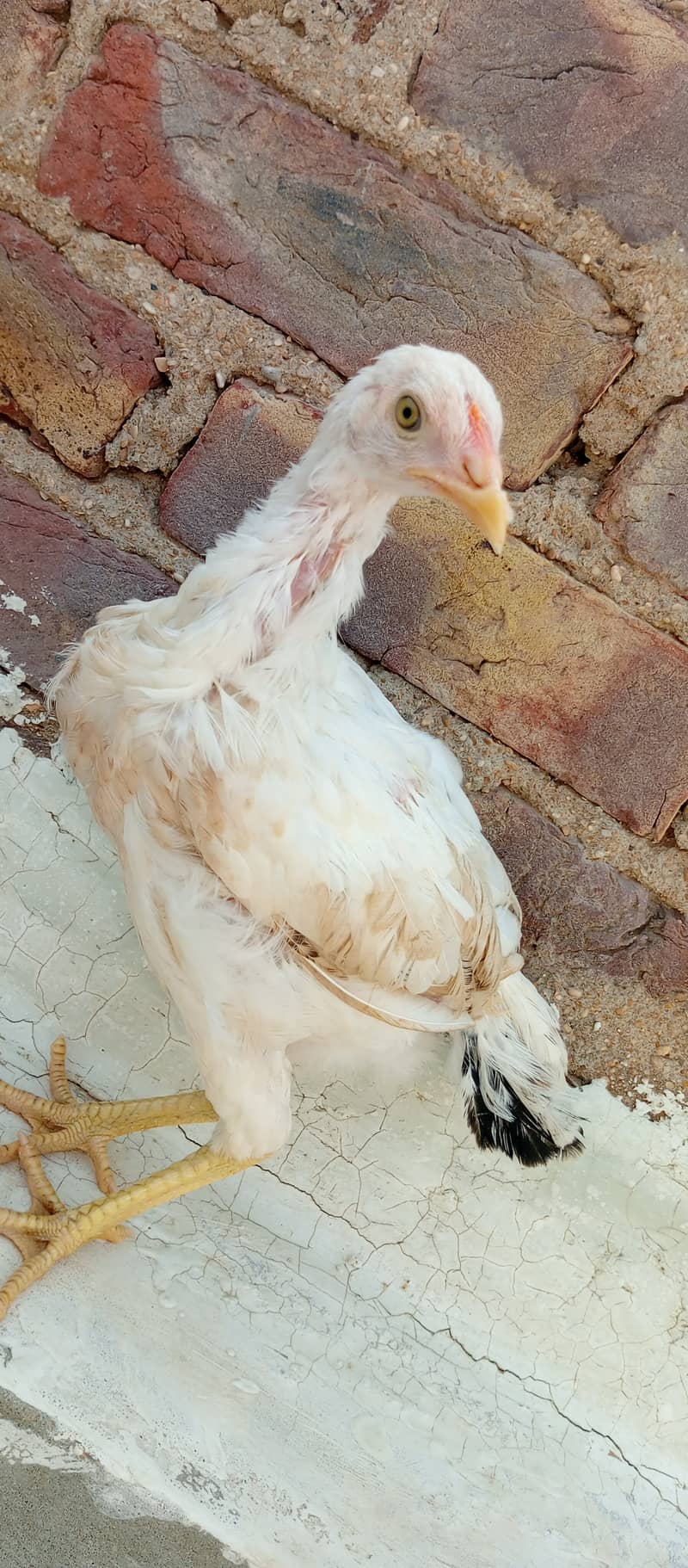 Aseel madi and chicks 19
