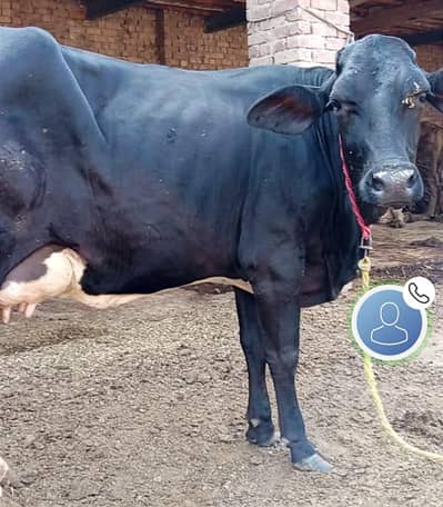 tazi cow