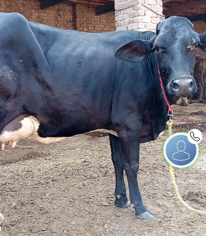 tazi cow
