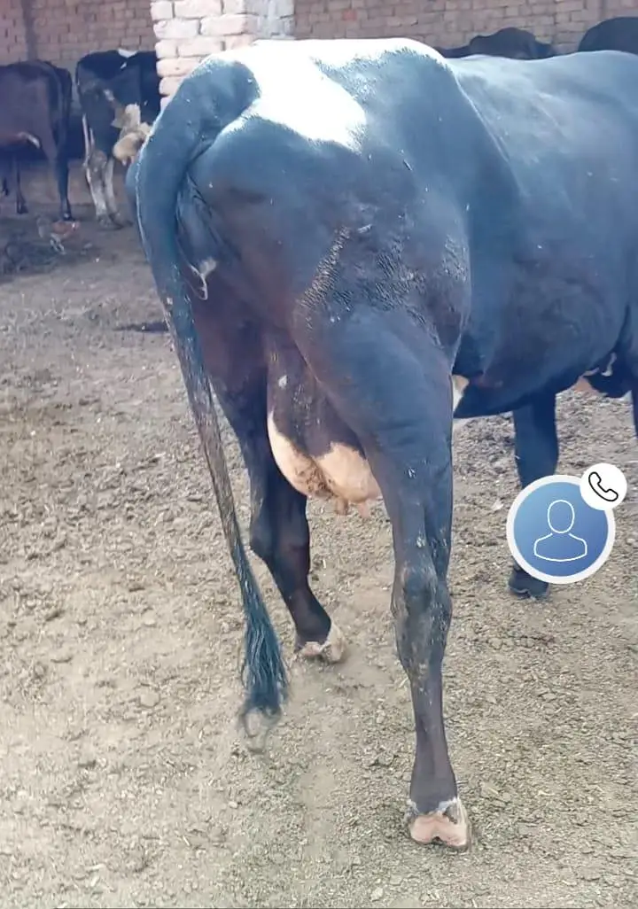 tazi cow — photo 2