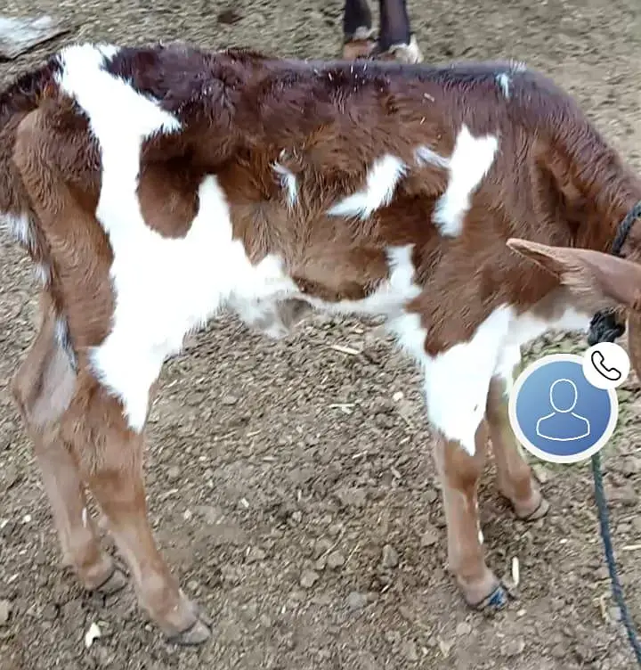 tazi cow — photo 3