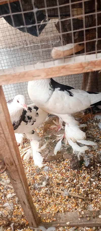 breadr pair for sale