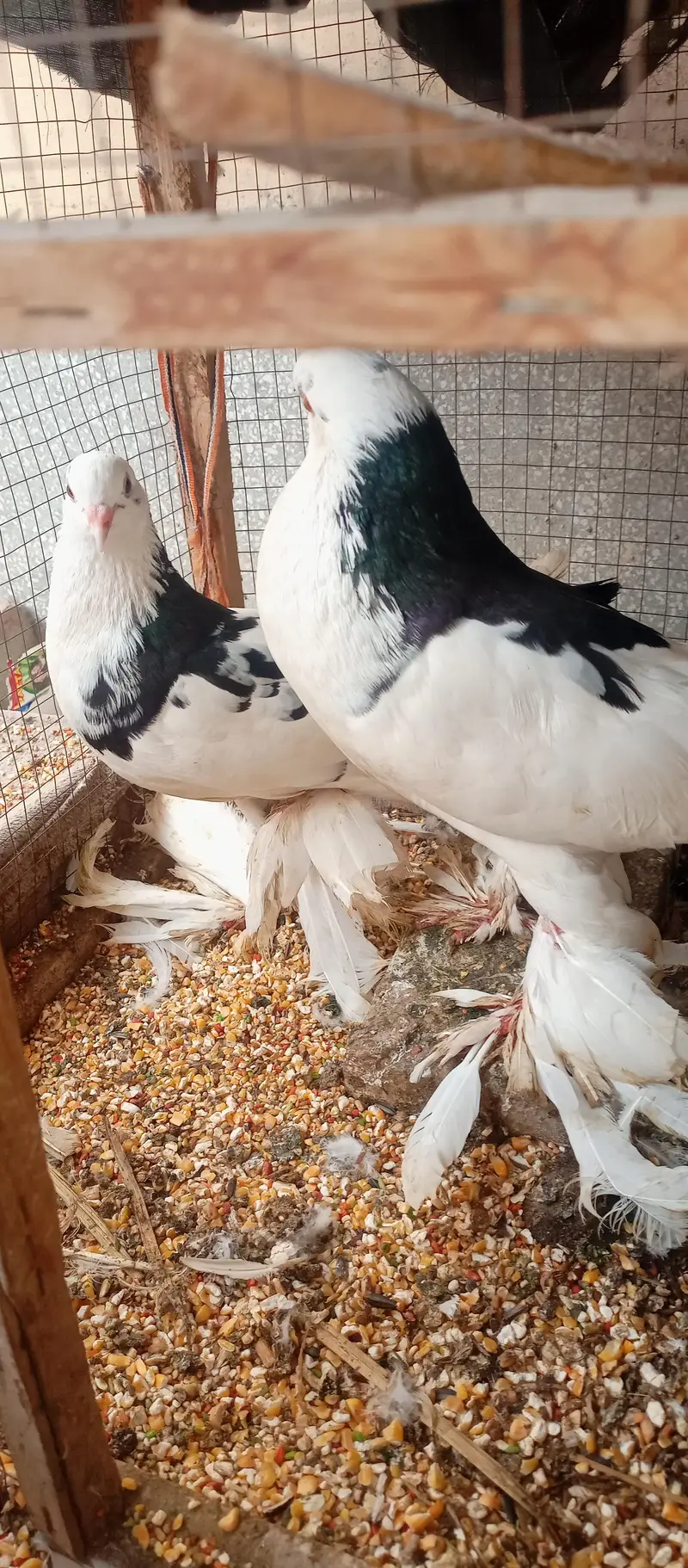 breadr pair for sale — photo 2