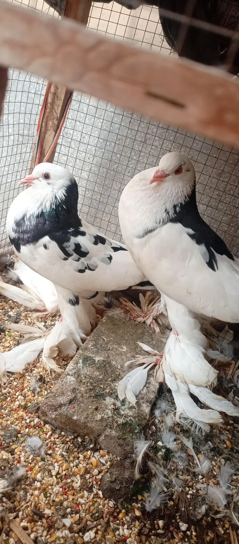 breadr pair for sale — photo 3
