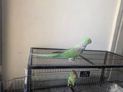 Raw parrot