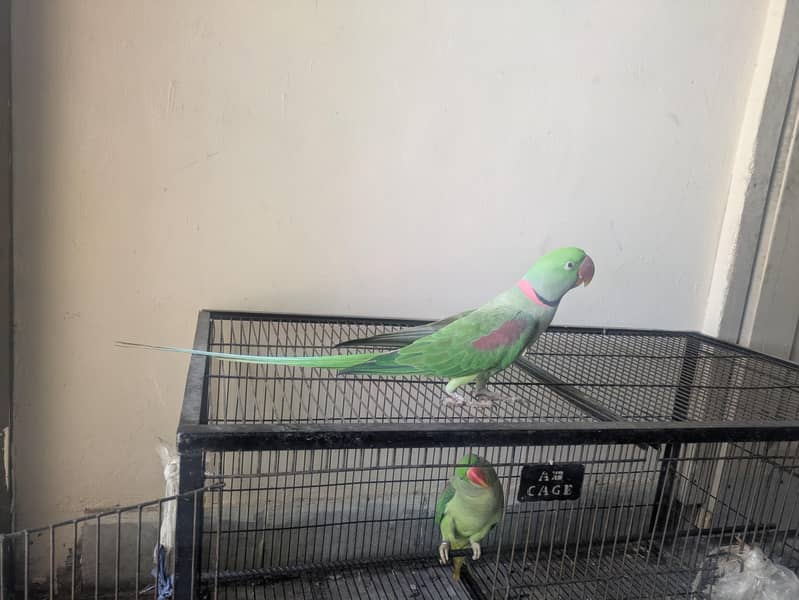 Raw parrot 0