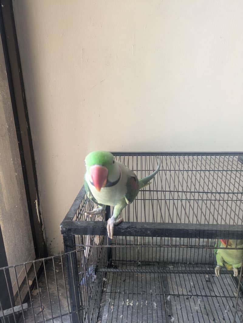 Raw parrot 1