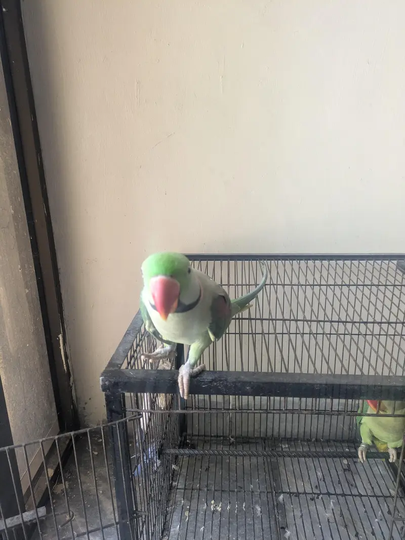Raw parrot — photo 2