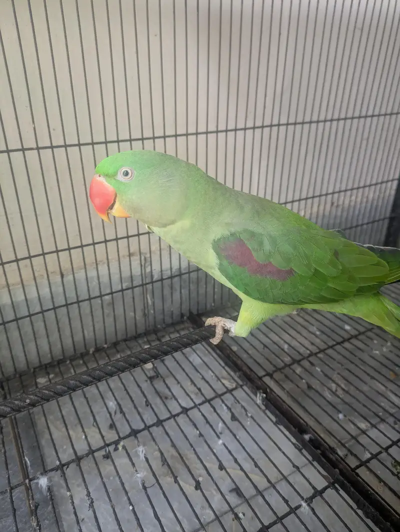 Raw parrot — photo 3