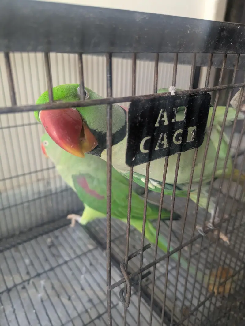 Raw parrot — photo 4